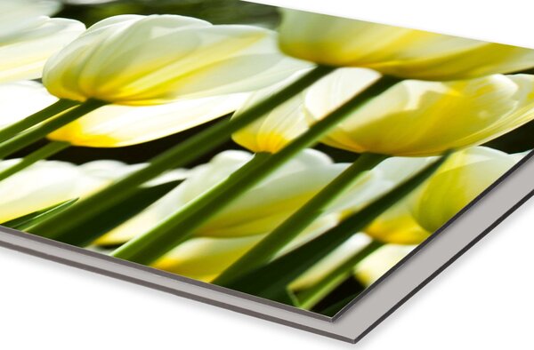 DIMEX | Dibond doska za kuchynskú linku | DBW-10060-009 Biele tulipány | 100 x 60 cm