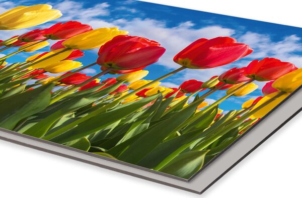 DIMEX | Dibond doska za kuchynskú linku | DBW-08060-131 Pole tulipánov | 80 x 60 cm