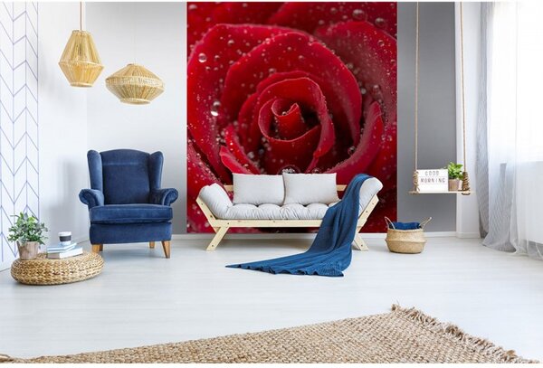 DIMEX | Vliesová fototapeta na stenu Červená ruža MS-3-0138 | 225 x 250 cm | červená