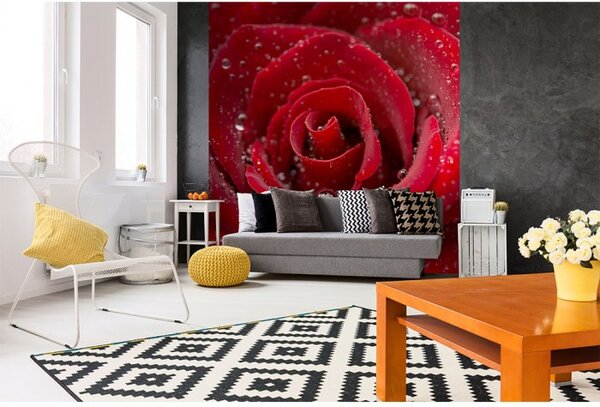 DIMEX | Vliesová fototapeta na stenu Červená ruža MS-3-0138 | 225 x 250 cm | červená