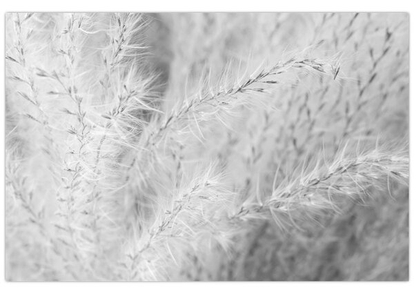 Obraz - Pampas grass N⁰1 (90x60 cm)