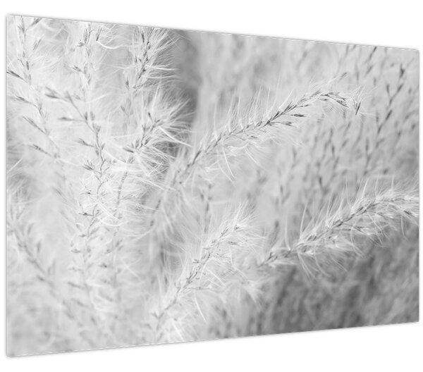 Obraz - Pampas grass N⁰1 (90x60 cm)