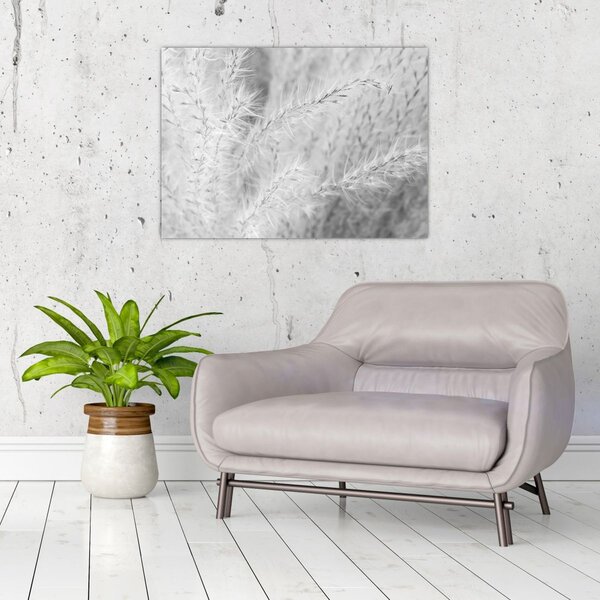 Obraz - Pampas grass N⁰1 (70x50 cm)