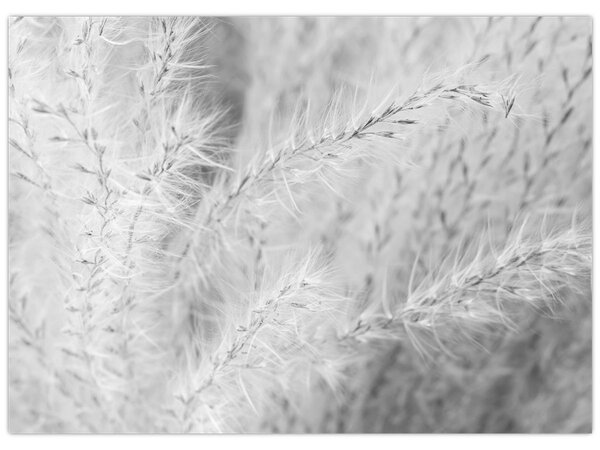 Obraz - Pampas grass N⁰1 (70x50 cm)