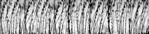 DIMEX | Fototapeta do kuchyne Čierna a biela tráva KI-260-137 | 260 x 60 cm | čiernobiela