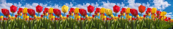 DIMEX | Fototapeta do kuchyne Tulipánové pole KI-350-131 | 350 x 60 cm | zelená, modrá, červená, žltá