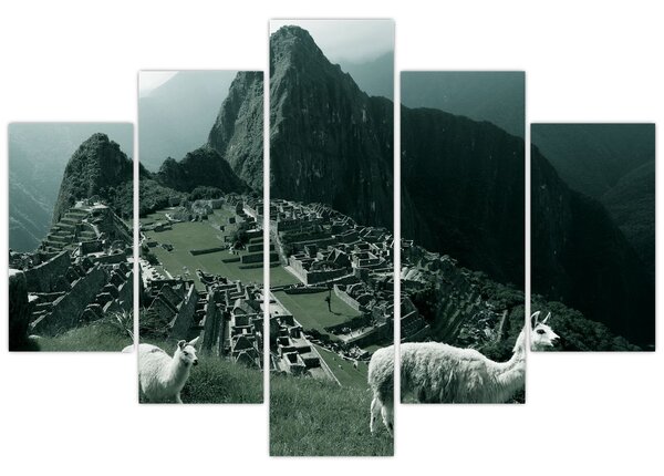 Obraz - Lamy na Machu Picchu v Peru (150x105 cm)