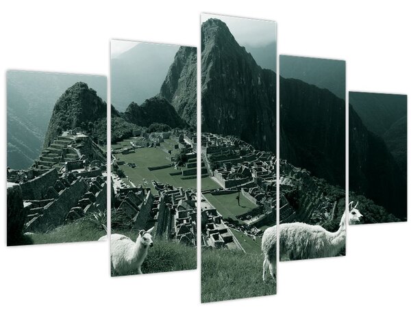 Obraz - Lamy na Machu Picchu v Peru (150x105 cm)