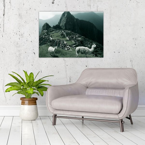 Obraz - Lamy na Machu Picchu v Peru (70x50 cm)