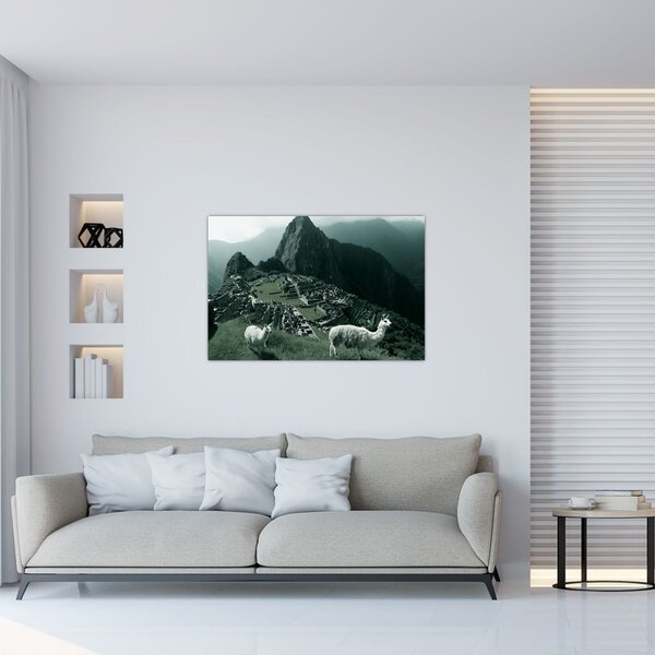 Obraz - Lamy na Machu Picchu v Peru (90x60 cm)