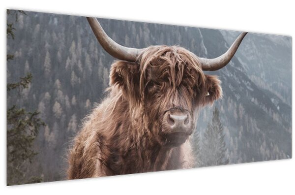 Obraz - Highlander krava (120x50 cm)