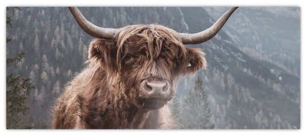 Obraz - Highlander krava (120x50 cm)
