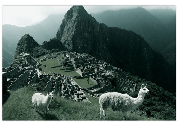 Obraz - Lamy na Machu Picchu v Peru (90x60 cm)