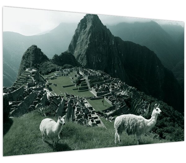 Obraz - Lamy na Machu Picchu v Peru (90x60 cm)