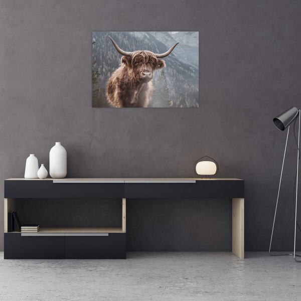 Obraz - Highlander krava (70x50 cm)
