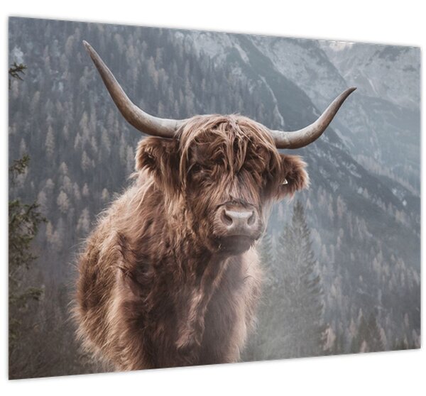 Obraz - Highlander krava (70x50 cm)