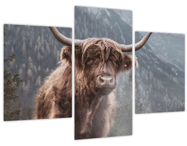 Obraz - Highlander krava (90x60 cm)