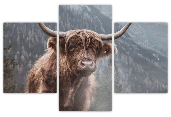 Obraz - Highlander krava (90x60 cm)