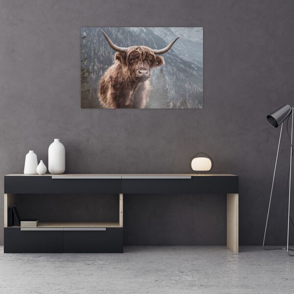 Obraz - Highlander krava (90x60 cm)