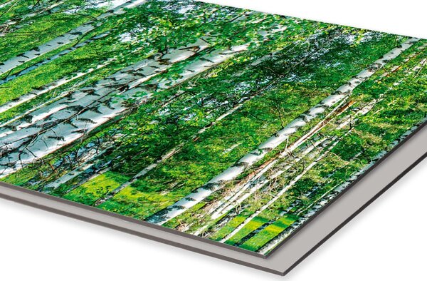 DIMEX | Dibond doska za kuchynskú linku | DBW-26060-044 Brezový háj | 260 x 60 cm