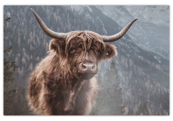 Obraz - Highlander krava (90x60 cm)