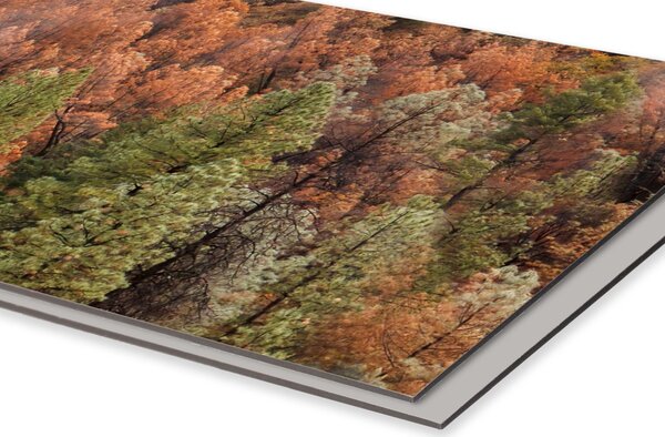 DIMEX | Dibond doska za kuchynskú linku | DBW-18060-198 Farebný borovicový háj | 180 x 60 cm