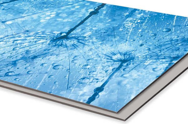 DIMEX | Dibond doska za kuchynskú linku | DBW-10060-127 Makro púpavy | 100 x 60 cm