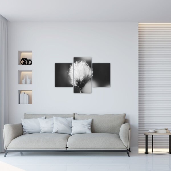 Obraz - Čiernobiely cottongrass (90x60 cm)