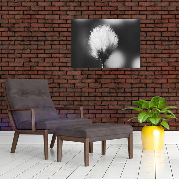 Obraz - Čiernobiely cottongrass (70x50 cm)