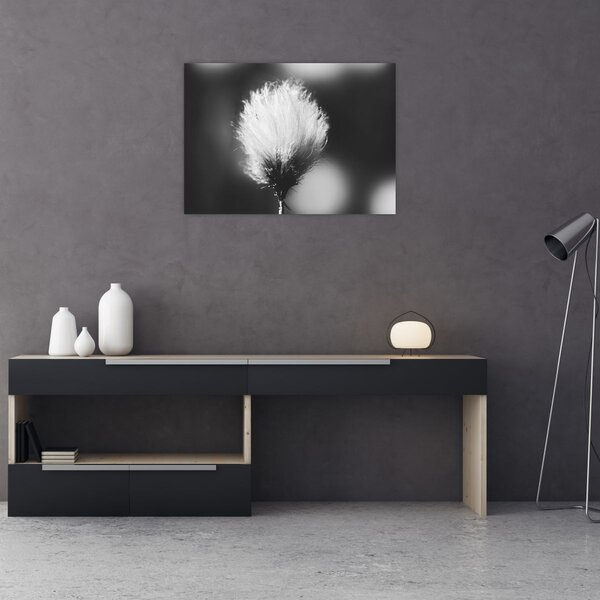 Obraz - Čiernobiely cottongrass (70x50 cm)