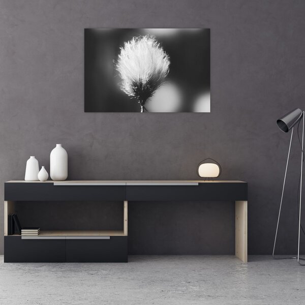 Obraz - Čiernobiely cottongrass (90x60 cm)