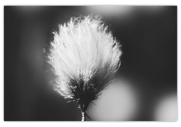 Obraz - Čiernobiely cottongrass (90x60 cm)