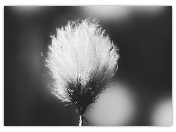 Obraz - Čiernobiely cottongrass (70x50 cm)