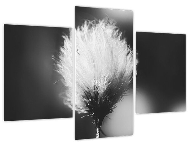 Obraz - Čiernobiely cottongrass (90x60 cm)