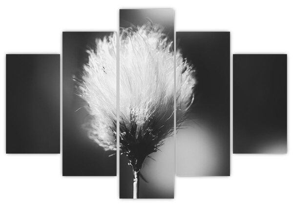 Obraz - Čiernobiely cottongrass (150x105 cm)