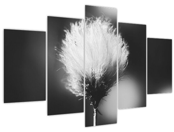 Obraz - Čiernobiely cottongrass (150x105 cm)