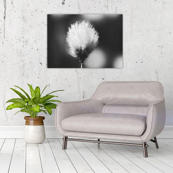 Obraz - Čiernobiely cottongrass (70x50 cm)