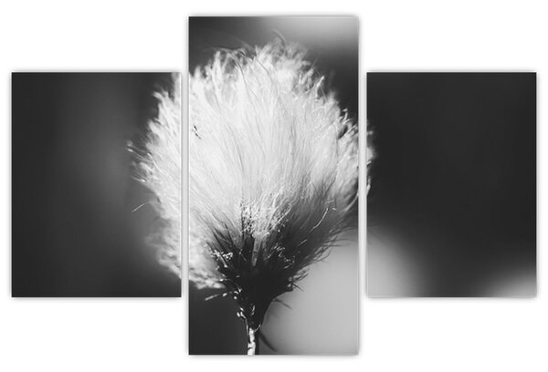 Obraz - Čiernobiely cottongrass (90x60 cm)