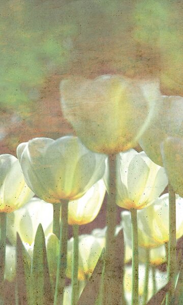 DIMEX | Vliesové fototapety na stenu Astrakt biele tulipány MS-2-0385 | 150 x 250 cm | zelená, biela, žltá, viacfarebná