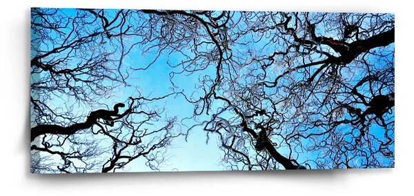 Sablio Obraz Holé konáre - 110x50 cm