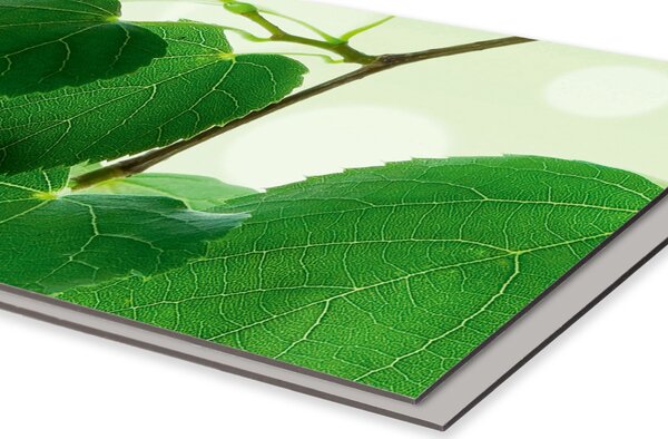 DIMEX | Dibond doska za kuchynskú linku | DBW-08060-010 Zelené listy | 80 x 60 cm