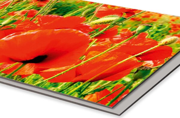 DIMEX | Dibond doska za kuchynskú linku | DBW-10060-028 Červené vlčie maky | 100 x 60 cm