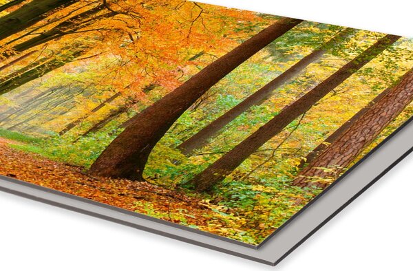 DIMEX | Dibond doska za kuchynskú linku | DBW-08060-045 Jesenný les | 80 x 60 cm