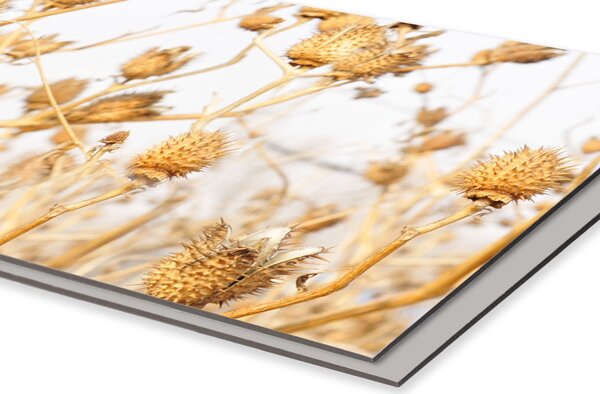 DIMEX | Dibond doska za kuchynskú linku | DBW-08040-180 Suché bodľačie| 80 x 40 cm