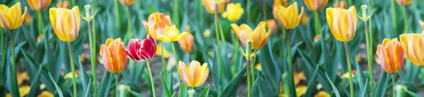DIMEX | Fototapeta do kuchyne Tulipány KI-260-122 | 260 x 60 cm | zelená, červená, žltá