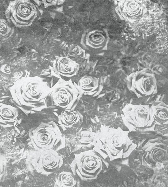DIMEX | Vliesová fototapeta na stenu Abstrakt ruže II. MS-3-0378 | 225 x 250 cm | šedá, biela