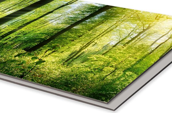DIMEX | Dibond doska za kuchynskú linku | DBW-08060-133 Svieži les | 80 x 60 cm