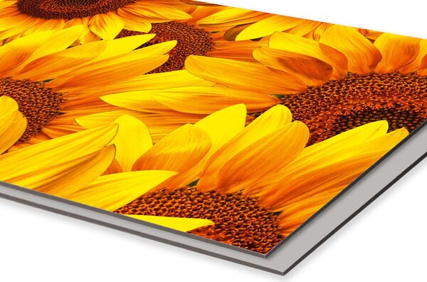 DIMEX | Dibond doska za kuchynskú linku | DBW-08040-051 Slnečnica| 80 x 40 cm