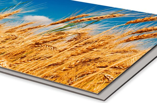 DIMEX | Dibond doska za kuchynskú linku | DBW-08040-011 Pole pšenice| 80 x 40 cm