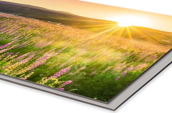 DIMEX | Dibond doska za kuchynskú linku | DBW-08040-145 Západ slnka na lúku| 80 x 40 cm